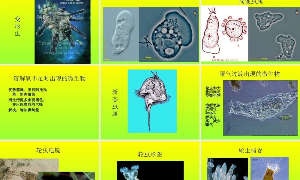 活性污泥膨胀与控制