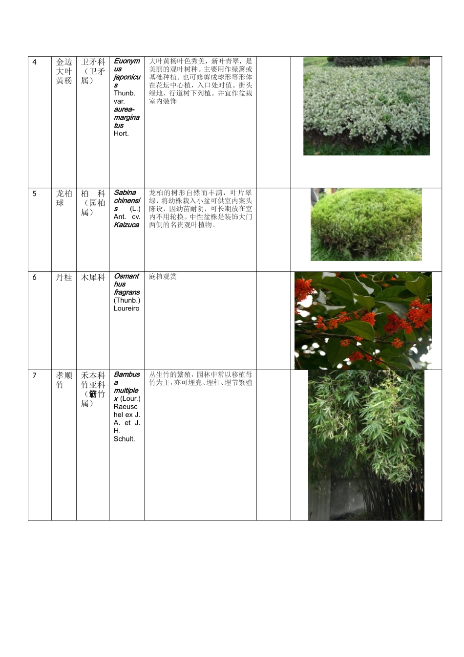 园林树木学实习报告_第2页