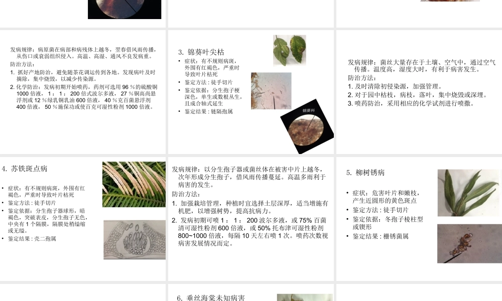 园艺植物病理学实习汇报ＰＰＴ