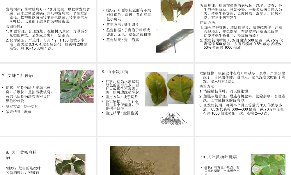 园艺植物病理学实习汇报ＰＰＴ