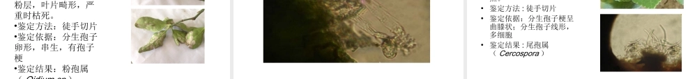 园艺植物病理学实习汇报ＰＰＴ