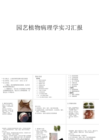 园艺植物病理学实习汇报ＰＰＴ