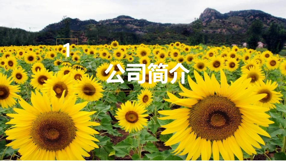 绿天使-绿色油葵产业链项目_第3页